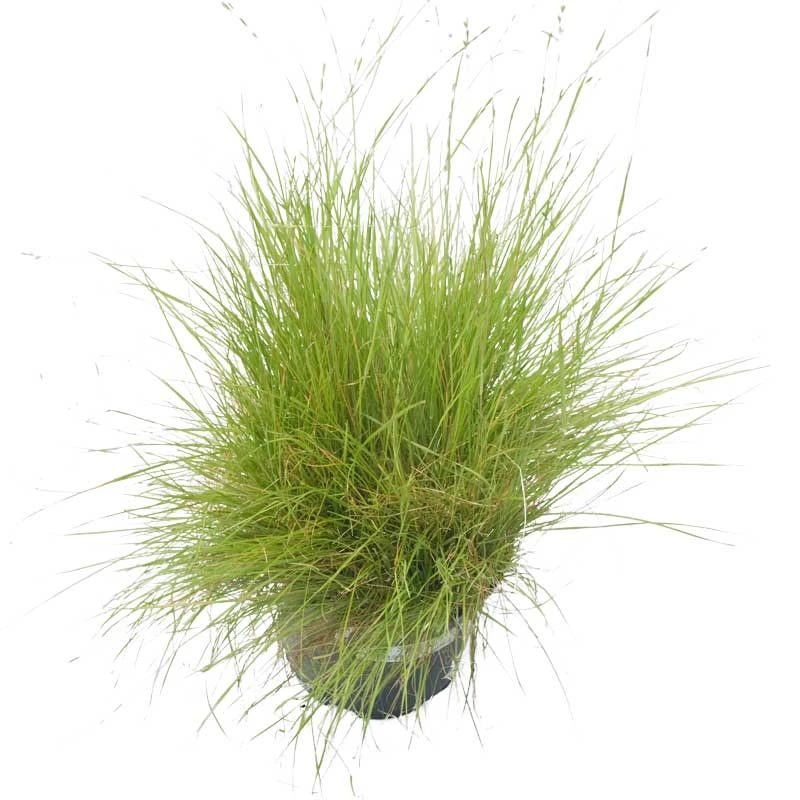 Oregon Annual Ryegrass Seed (lb) - Image 2