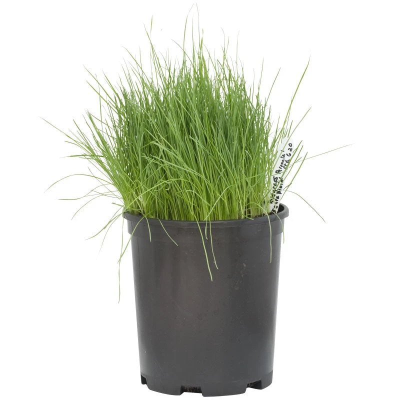 Organic Ryegrass, Tetraploid Perennial (lb) - Image 2