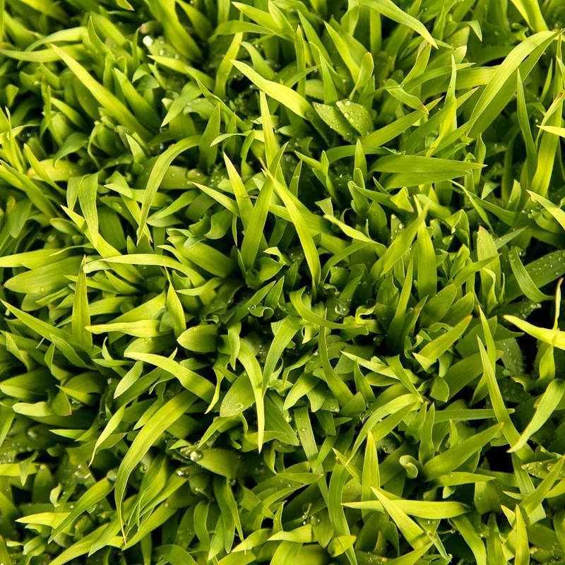 Sudangrass Seed (lb) - Image 2