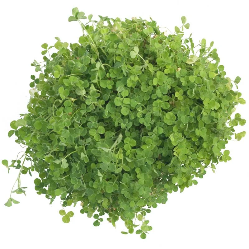 Crimson Clover - Nitrocoated Seed (lb) - Image 4