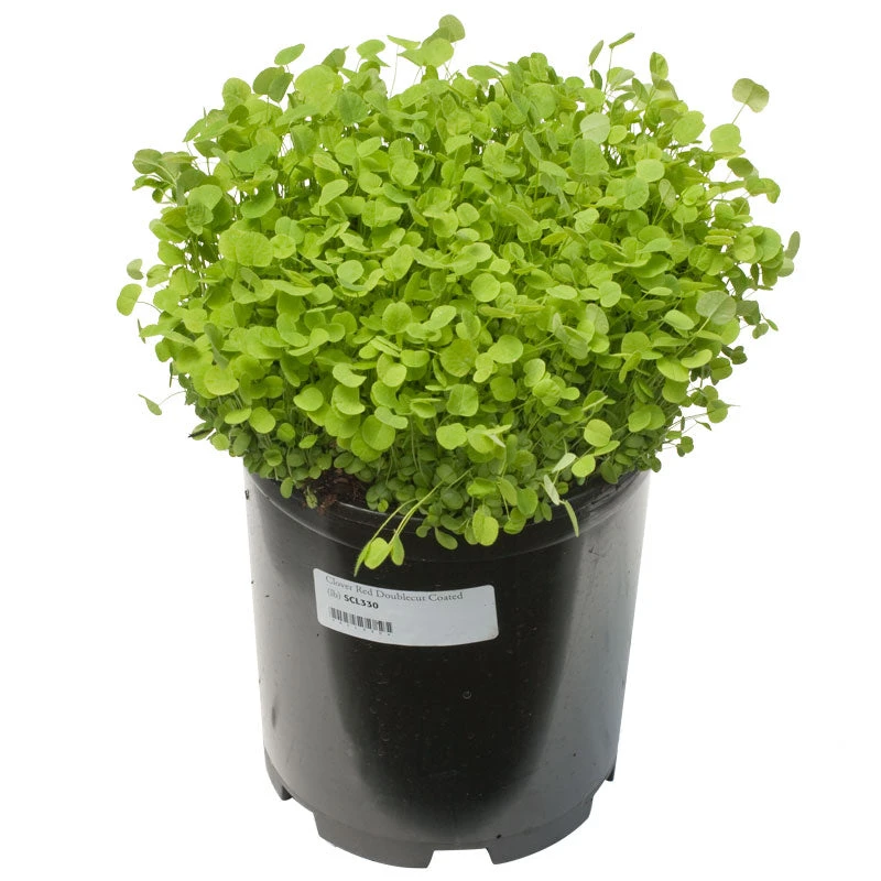 Doublecut Red Clover - Nitrocoated Seed (lb) - Image 2