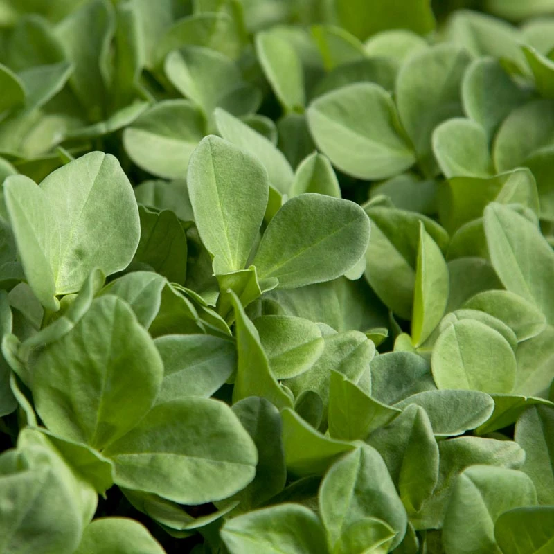 Fava Bean, Windsor, Raw Seed (lb) - Image 3