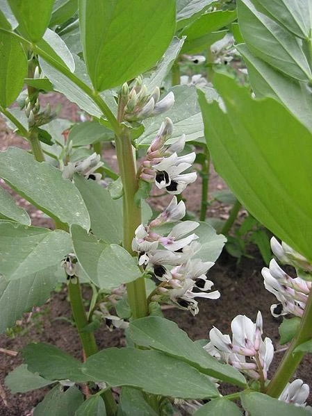 Bell Beans - Raw Seed (lb) - Image 3