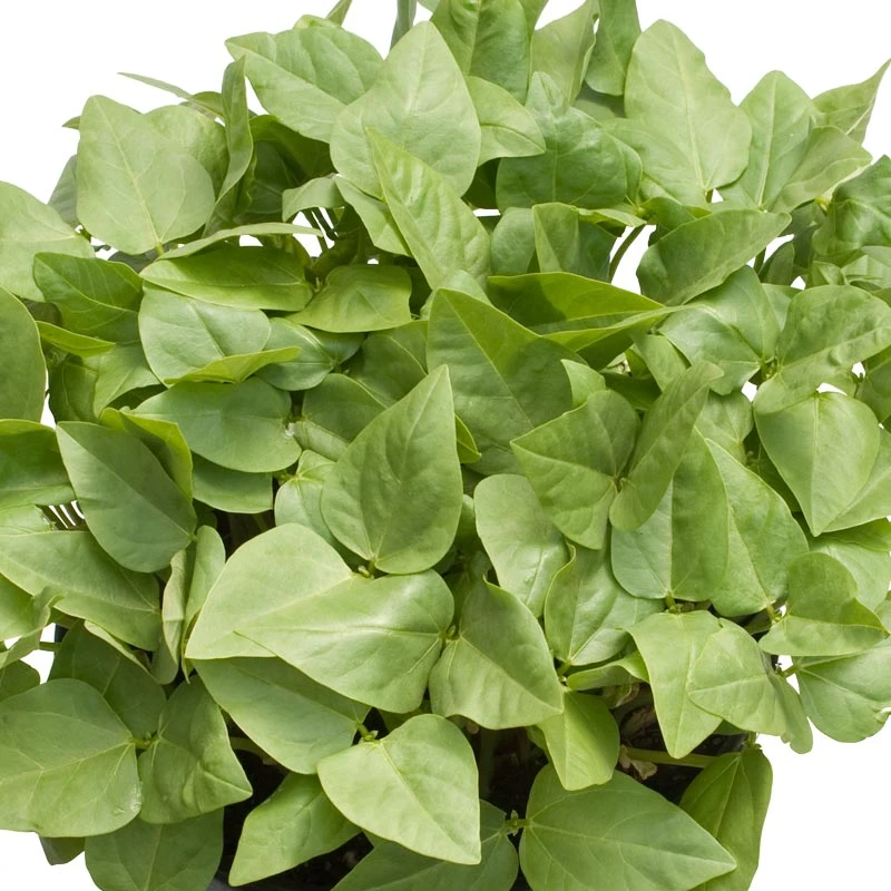 Red Cowpeas - Raw Seed (lb) - Image 2