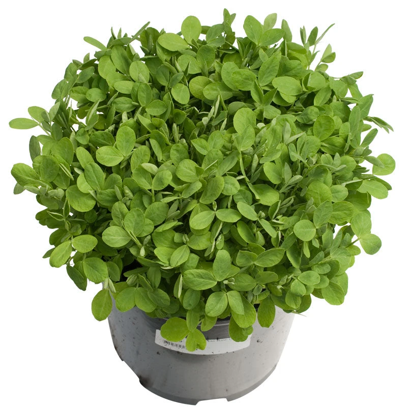 Biomaster Peas - Raw Seed (lb) - Image 3