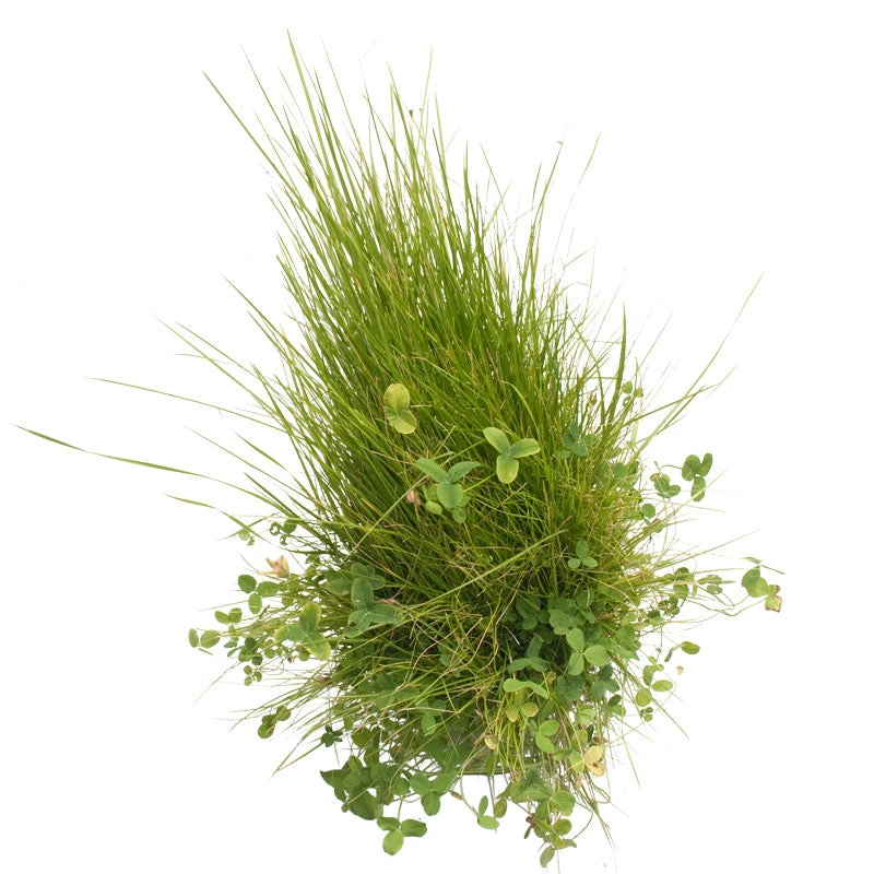 Peaceful Valley Roadway Mix - Nitrocoated Seed (lb) - Image 3