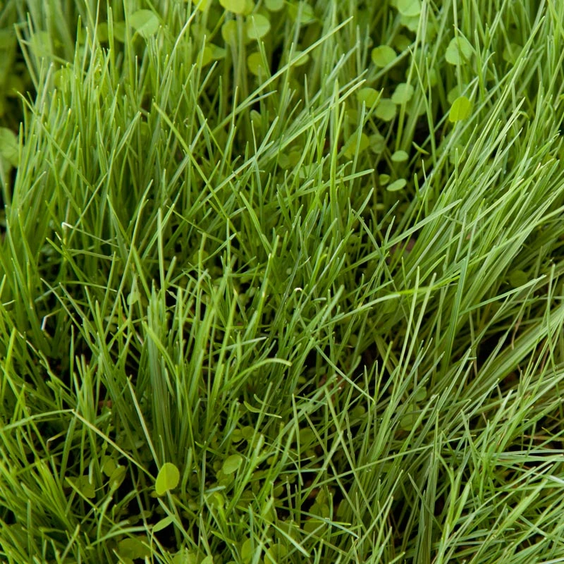 Peaceful Valley Roadway Mix - Nitrocoated Seed (lb) - Image 2