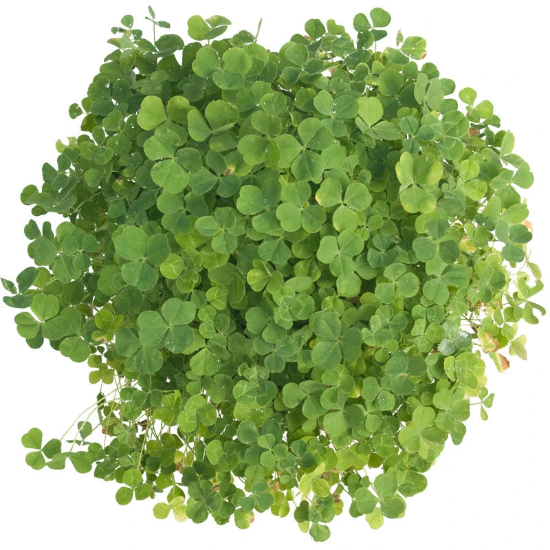 Subterranean Clover Mix - Nitrocoated Seed (lb) - Image 3