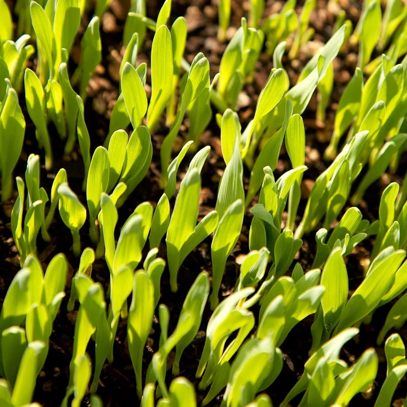Bearded Barley Seed (lb) - Image 3