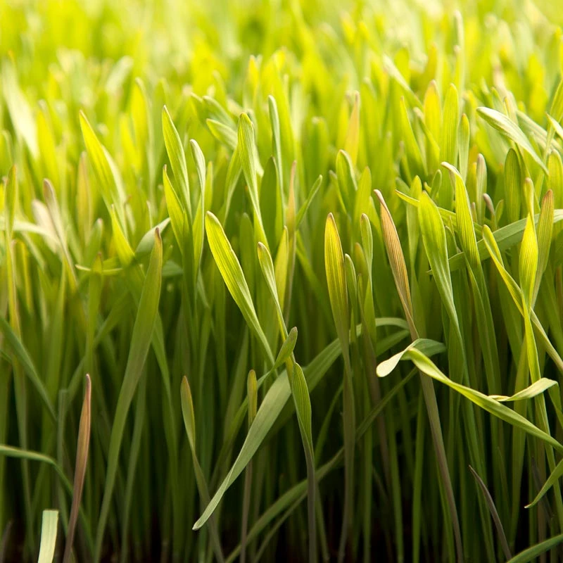 Cereal Rye Seed (Cold Hardy) (lb) - Image 6