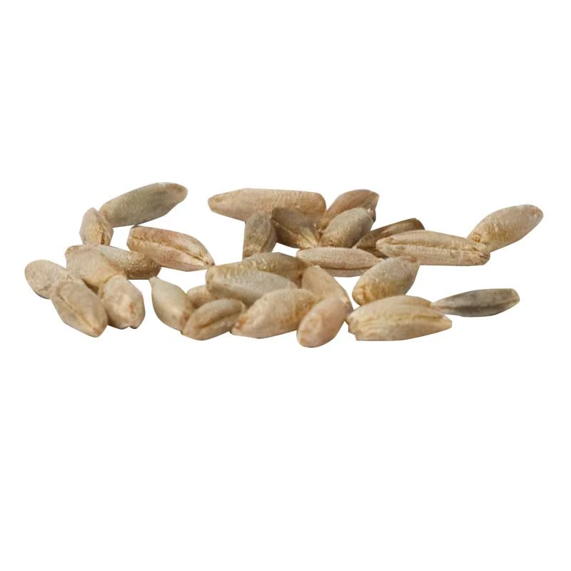 Cereal Rye Seed (Cold Hardy) (lb) - Image 4