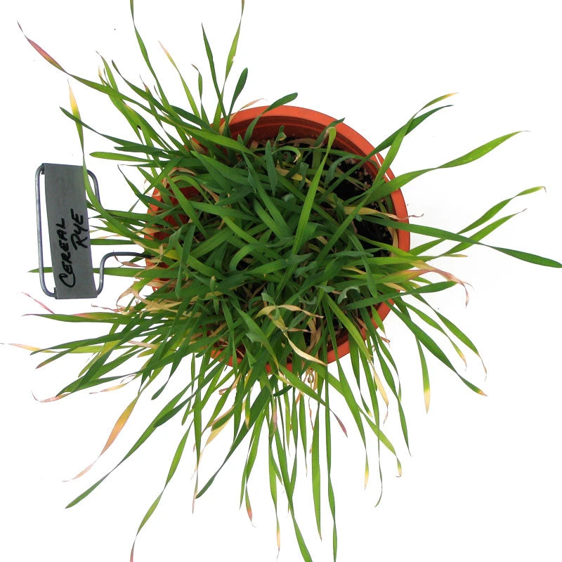 Cereal Rye Seed (Cold Hardy) (lb) - Image 3