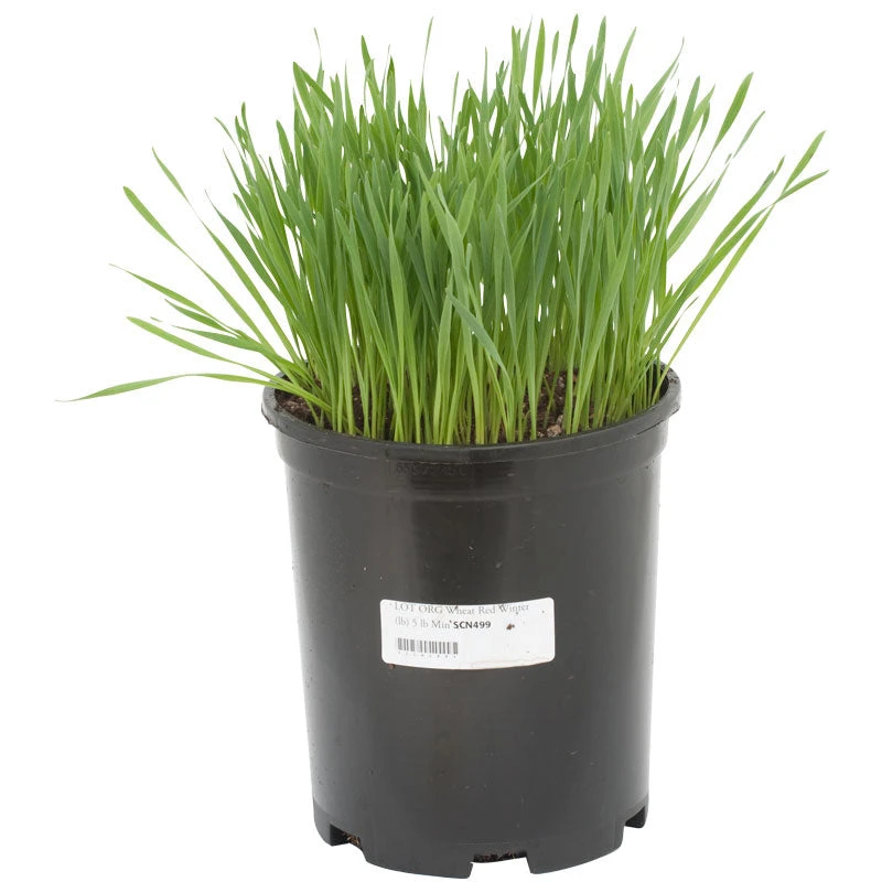 Wheat Red Winter Seed (lb) - Image 2