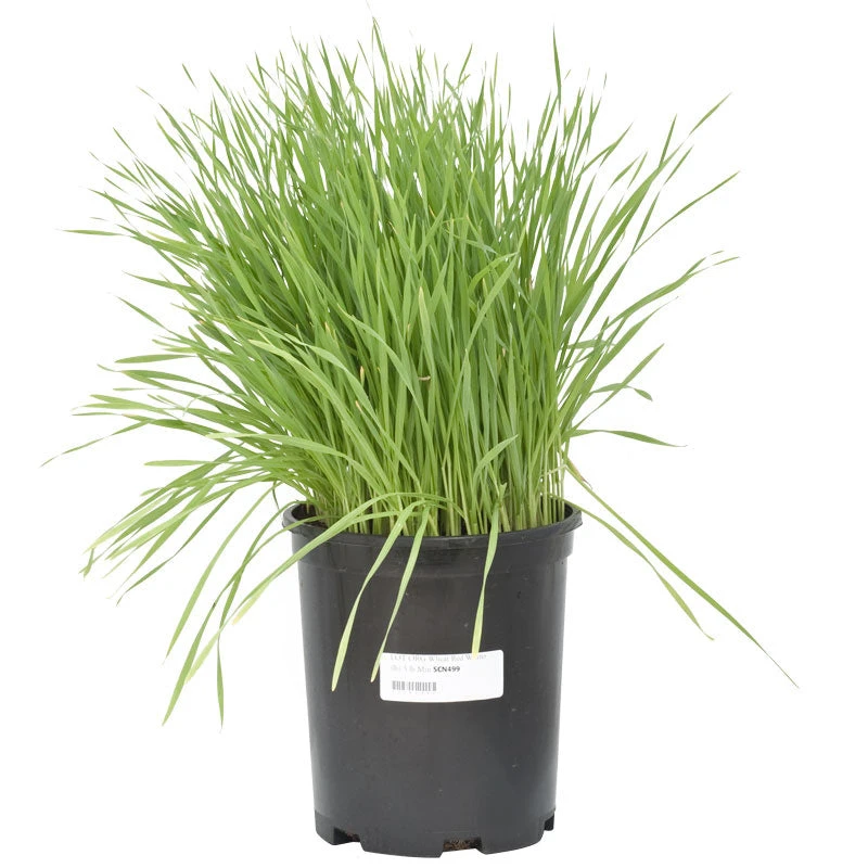 Wheat Red Winter Seed (lb) - Image 3