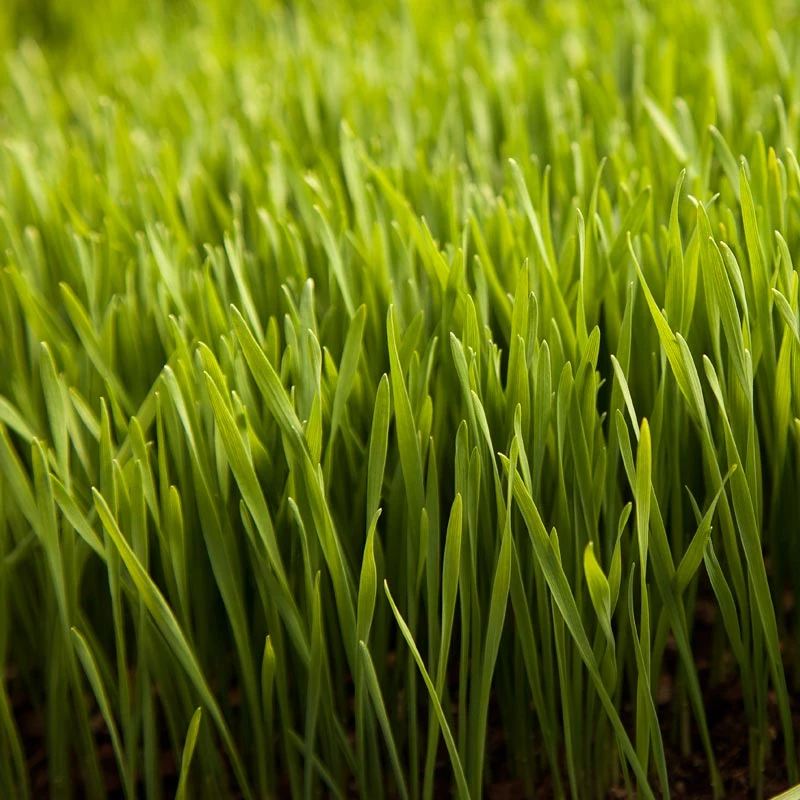 Wheat Red Winter Seed (lb) - Image 4