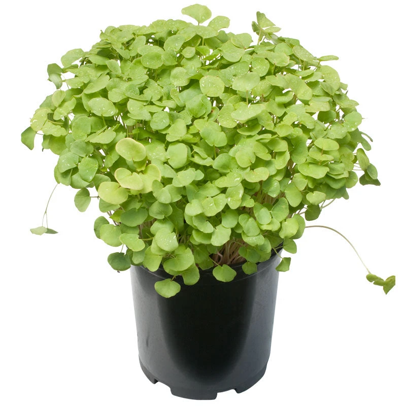 Buckwheat Seed (lb) - Image 2