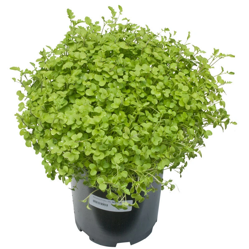 Mustard Mix Seed (lb) - Image 3