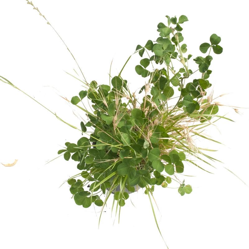 Peaceful Valley General Purpose Erosion Mix - Nitrocoated Seed (lb) - Image 3