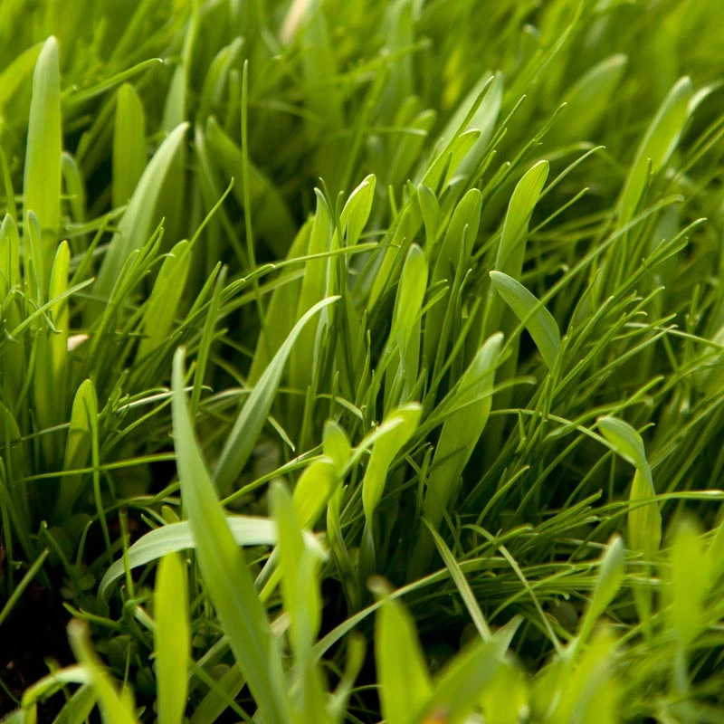 Peaceful Valley General Purpose Erosion Mix - Nitrocoated Seed (lb) - Image 4