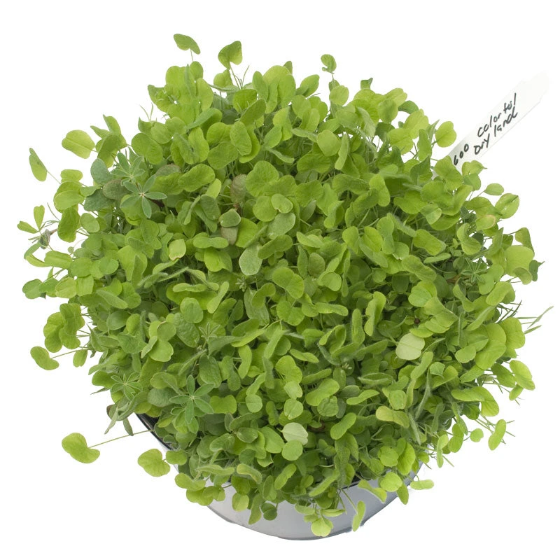 Peaceful Valley Regional Western Colorful Dryland Wildflower Mix - Nitrocoated Seed (lb) - Image 2