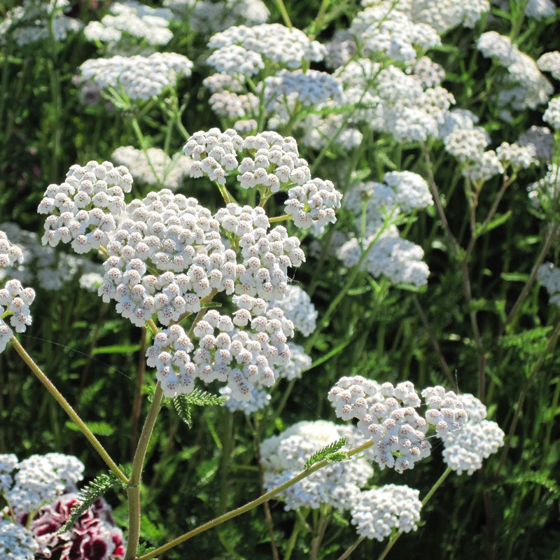 Yarrow, White (lb) - Image 2