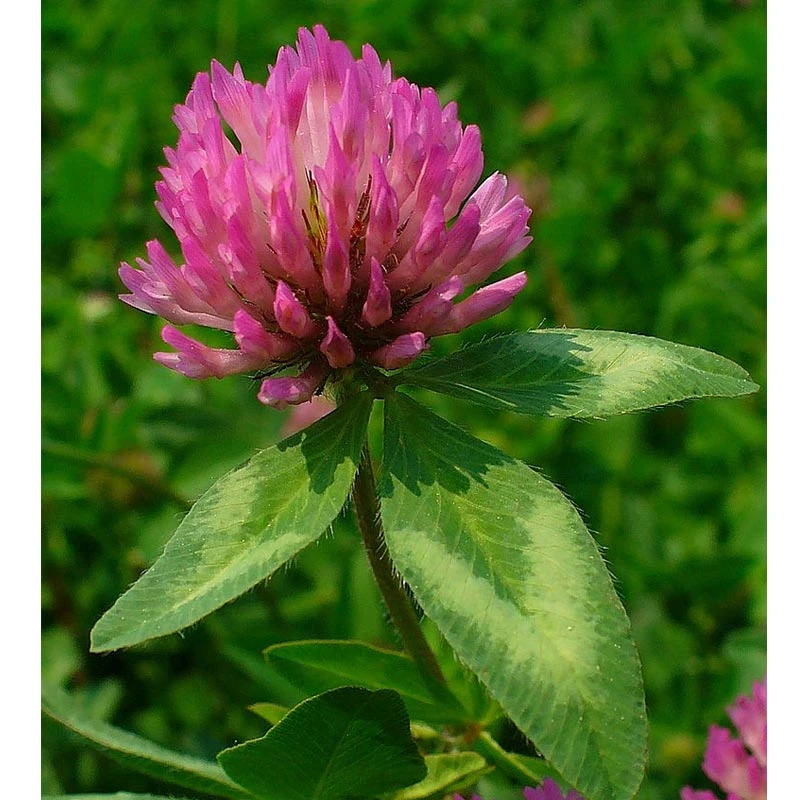 Organic Red Clover - Raw Seed (lb) - Image 3