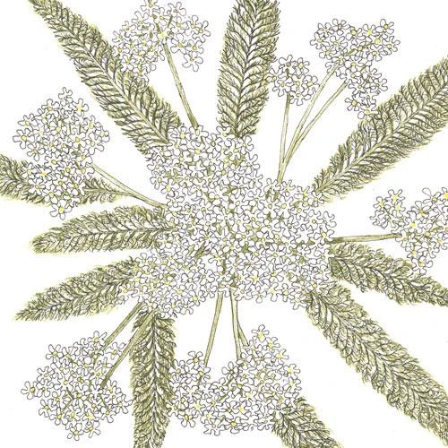 Yarrow, White (1/4 Lb)
